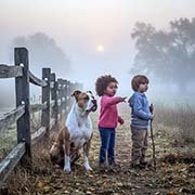 american-bulldog