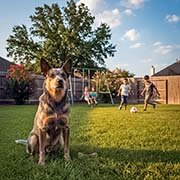 cattle-dog-